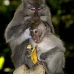 monkey_macaque_balinese_mf_ubud_v_0659_bal0669.jpg